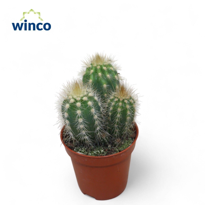 <h4>Pilosocereus Gounellei</h4>