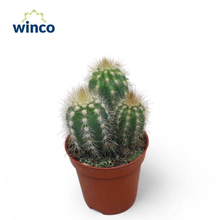 <h4>Pilosocereus Gounellei</h4>