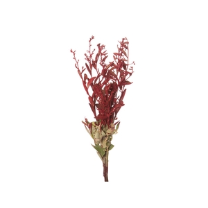 DEDO DE ANJO VERMELHO