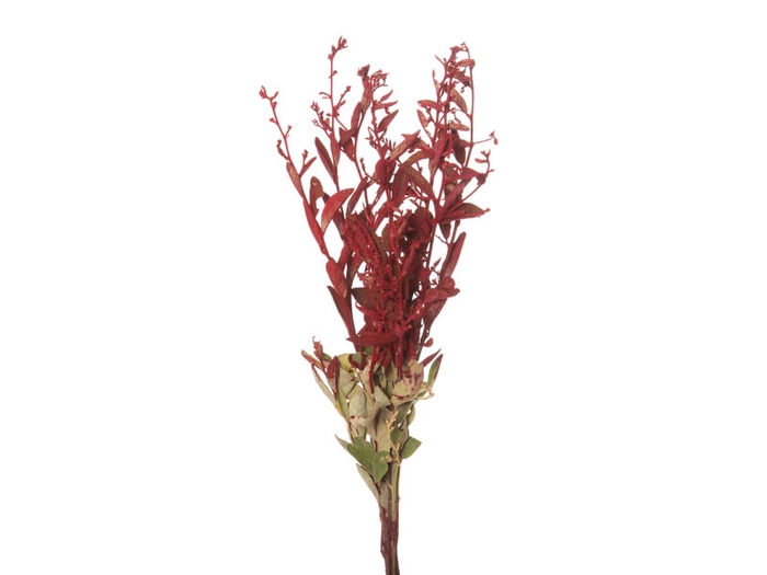 DEDO DE ANJO VERMELHO