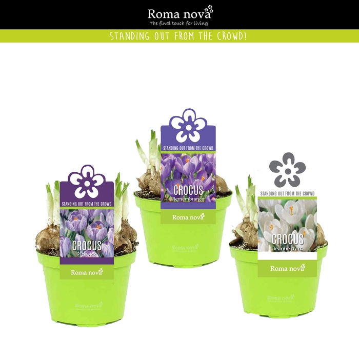 <h4>Crocus gemengd 9cm</h4>