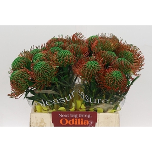 Nutans Painted Green