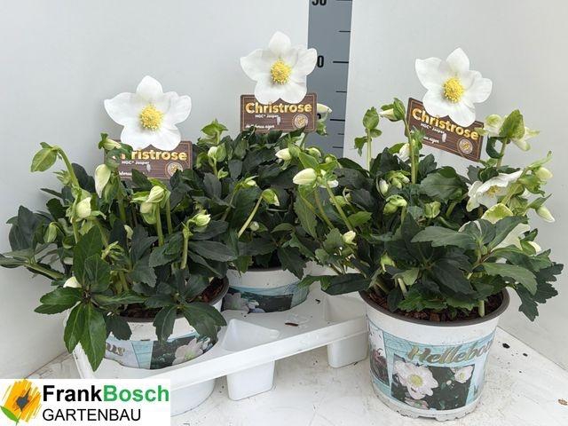 <h4>HELLEB EXTRA NI HGC JASPER P19</h4>