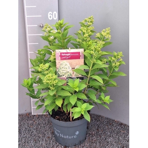 Hydrangea paniculata Limelight