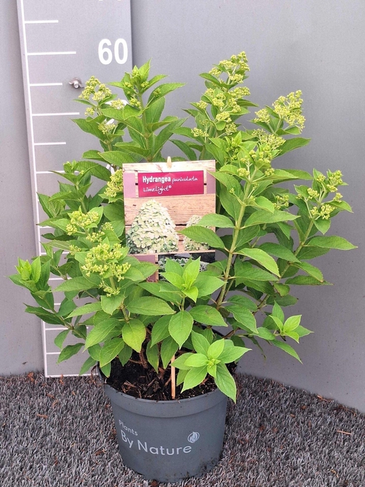 <h4>Hydrangea paniculata Limelight</h4>