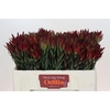 Leucadendron Blush