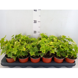 Hedera helix 'Goldchild'