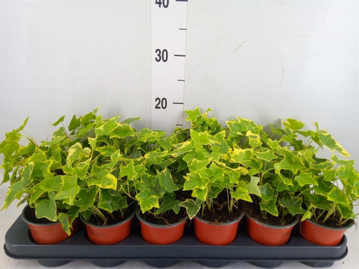 <h4>Hedera helix 'Goldchild'</h4>