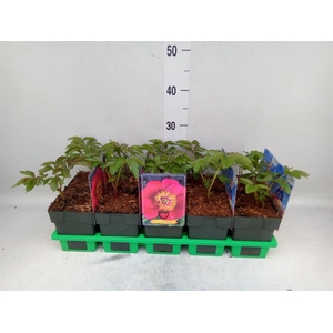 Paeonia lact.   ...mix