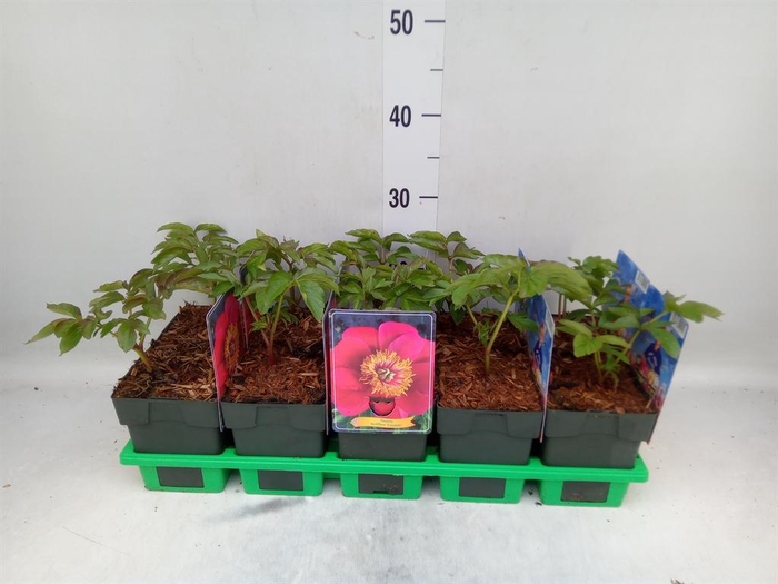 <h4>Paeonia lact.   ...mix</h4>