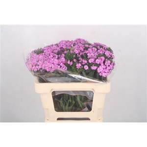 Di Barb Breanthus Melian Lila