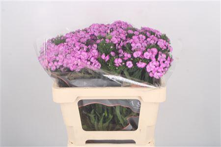 <h4>Di Barb Breanthus Melian Lila</h4>