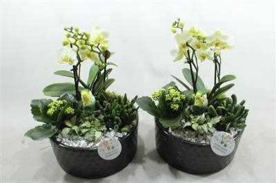 <h4>Ph004 Stella Black</h4>