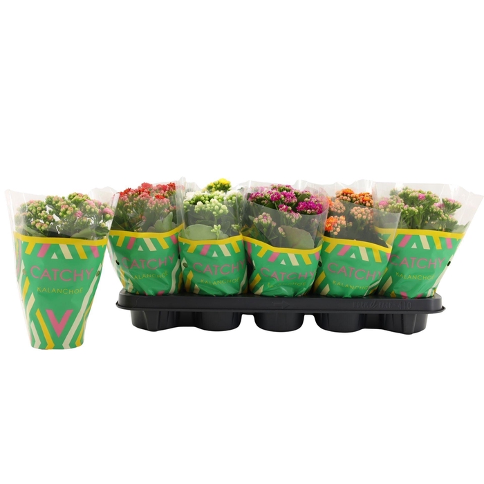<h4>Kalanchoe</h4>
