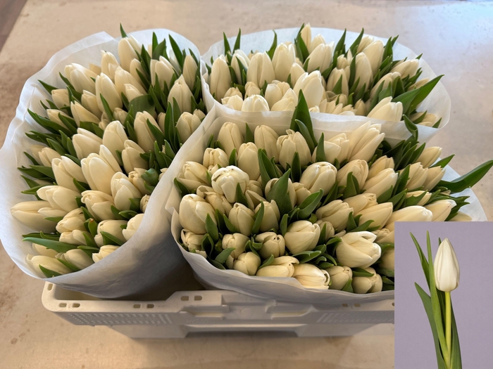 <h4>TU EN UPDATE</h4>