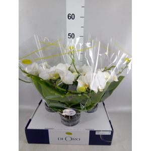 Phalaenopsis   ...white