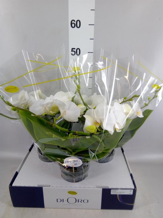 <h4>Phalaenopsis   ...white</h4>