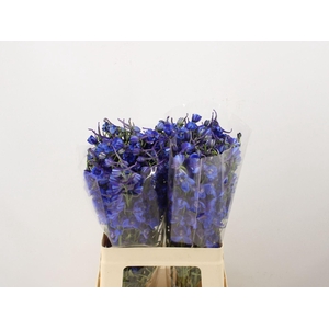 DELPH ENK PLAGU BLUE