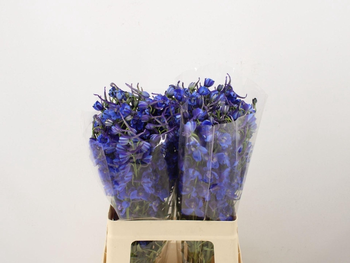 <h4>DELPH ENK PLAGU BLUE</h4>