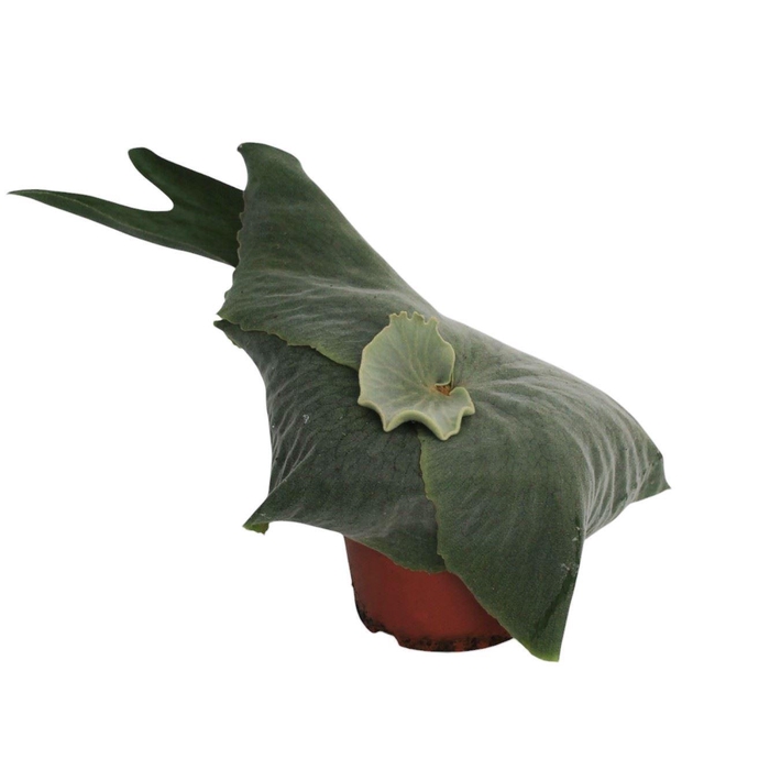 <h4>Platycerium superbum</h4>