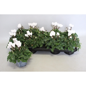 Cyclamen Super Serie White