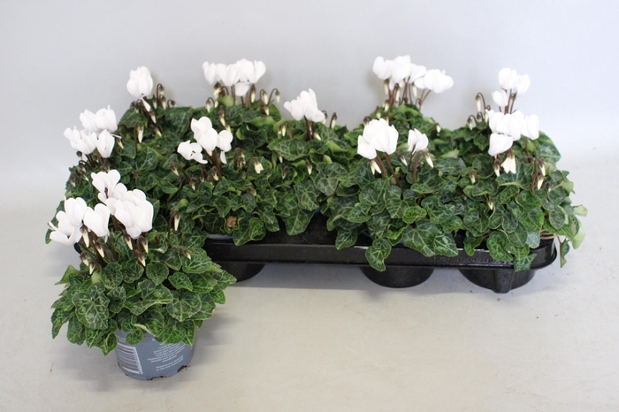 <h4>Cyclamen Super Serie White</h4>
