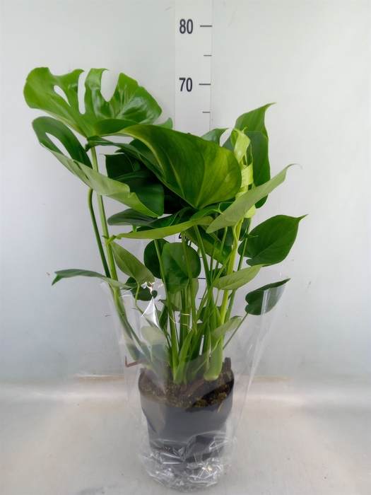 <h4>Monstera delic.</h4>