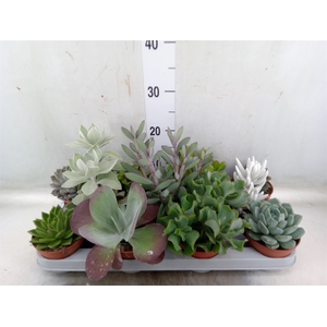 Succulents   ...