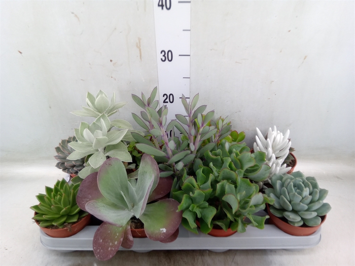<h4>Succulents   ...</h4>