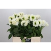 Dahlia Boom Boom White