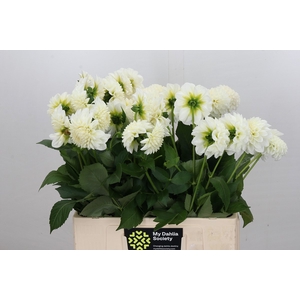 Dahlia Boom Boom White