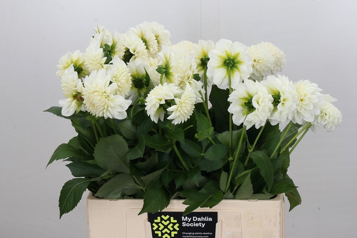<h4>Dahlia Boom Boom White</h4>