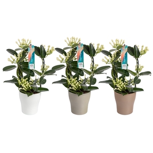 Stephanotis 7-8 tros boog keramiek mix choco dark green wit p13