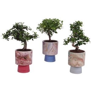 Bonsai Indoor Mix Ø12cm Mix B/S Shape in Ø 14cm Ceramic FB676