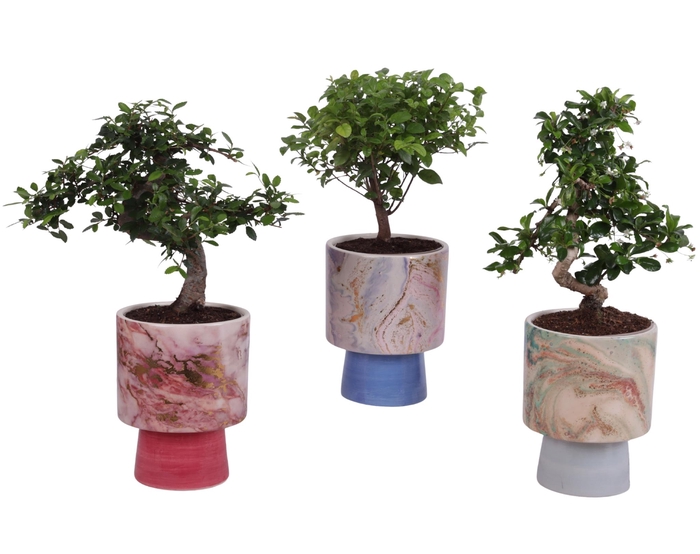 <h4>Bonsai Indoor Mix Ø12cm Mix B/S Shape in Ø 14cm Ceramic FB676</h4>