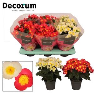 Begonia ''Valentino Mix'' Decorum