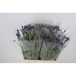 Centaurea Blue Carpet