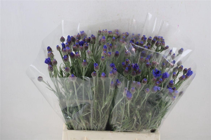 <h4>Centaurea Blue Carpet</h4>