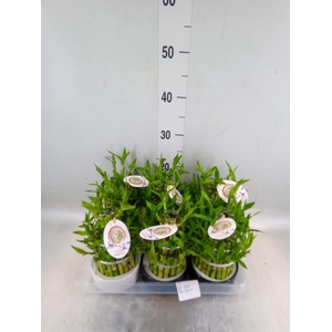 Dracaena sand. 'Lucky Bamboo' ..pyr