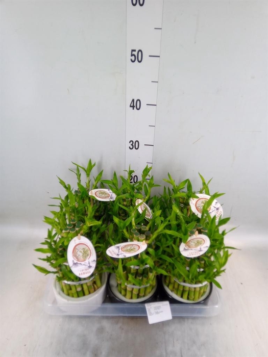 <h4>Dracaena sand. 'Lucky Bamboo' ..pyr</h4>