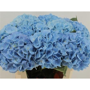 Hydr M Ch Destiny Bl 80cm-24