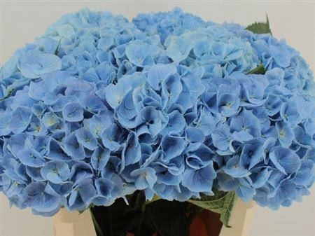 <h4>Hydr M Ch Destiny Bl 80cm-24</h4>