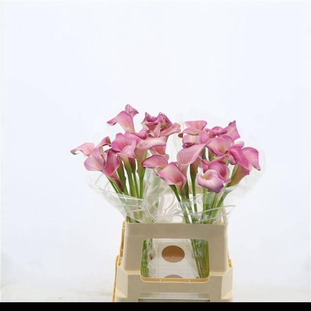 <h4>ZANT SUMATRA</h4>