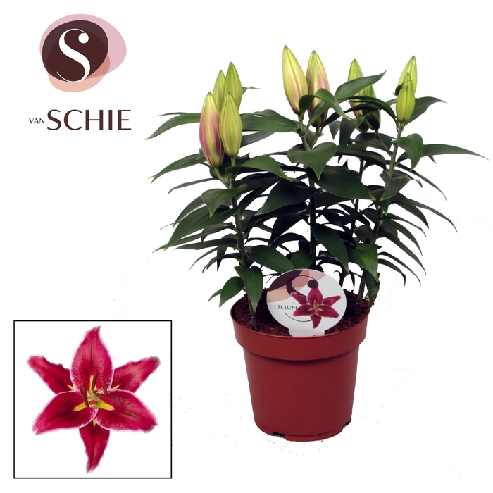 <h4>Lilium Or Magny Cours 19cm</h4>
