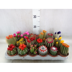 Cactus   ...decorated