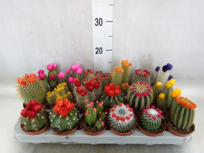 <h4>Cactus   ...decorated</h4>