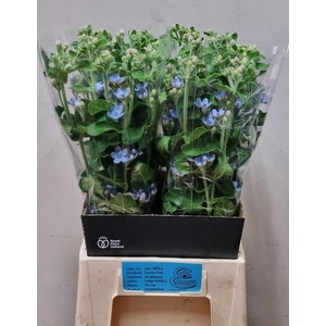 OXY CO TAN PURE BLU