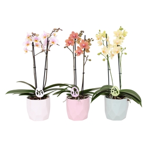 Phal. Multi 2-tak mix in keramiek BGC734 Vlakkenpot + bijsteker