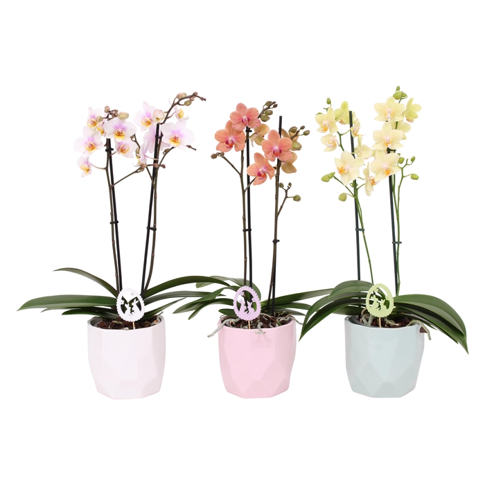 <h4>Phal. Multi 2-tak mix in keramiek BGC734 Vlakkenpot + bijsteker</h4>