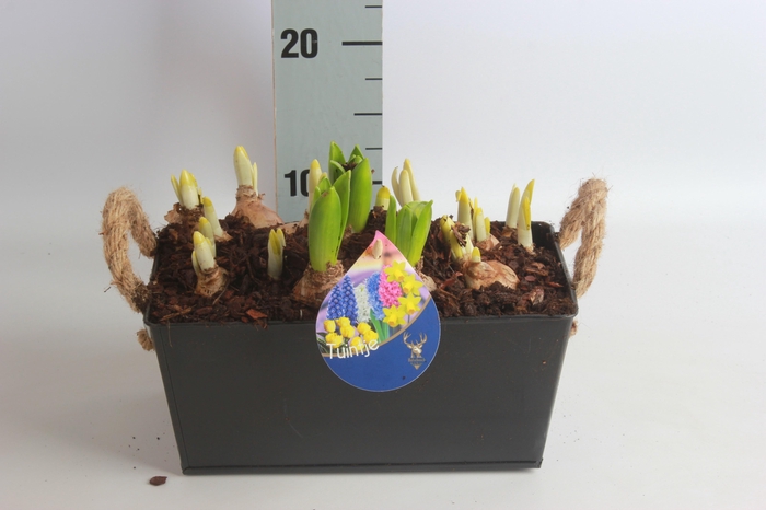 <h4>ARR BOL KNOLGEWAS</h4>